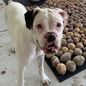 Meet your Posher, Wiliam